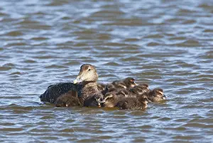 Common Eider Bird Imprime: Eider, Common Eider