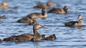 Imágenes fechadas el 1 de junio de 2013: Eider, Eider Común.