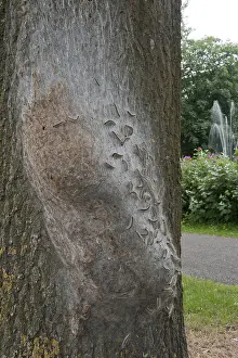 Thaumetopoea Processionea Imprime: Eikenprocessierups, Oak Processionary, Thaumetopoea processionea