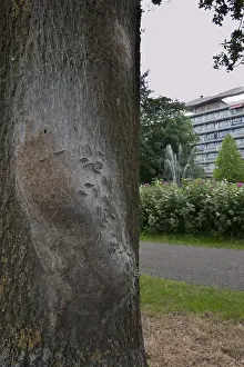 Oak Processionary Moth Imprime: Eikenprocessierups, Oak Processionary, Thaumetopoea processionea
