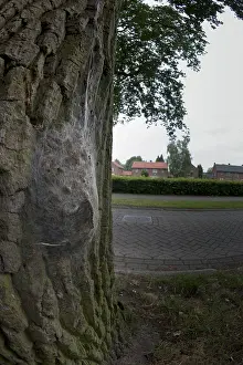 Thaumetopoea Processionea Imprime: Eikenprocessierups, Oak Processionary, Thaumetopoea processionea
