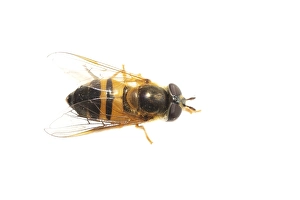 European Hoverfly Imprime: Epistrophe eligans