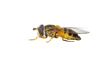 European Hoverfly Imprime: Epistrophe eligans