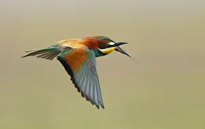 Merops Apiaster Images Imprime: Euopean Bee-eater, Merops apiaster