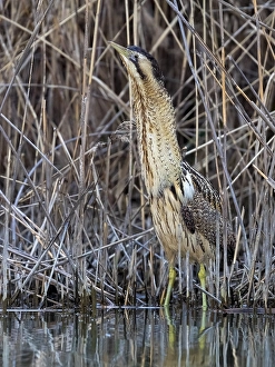 Botaurus Stellaris Habitat Imprime: Eurasian Bittern, Botaurus stellaris
