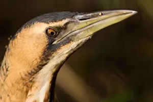 Botaurus Stellaris Imprime: Eurasian Bittern, Botaurus stellaris