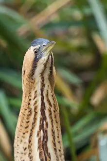 Nature Photography Switzerland Imprime: Eurasian Bittern, Botaurus stellaris