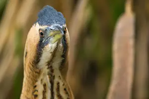 Botaurus Stellaris Imprime: Eurasian Bittern, Botaurus stellaris