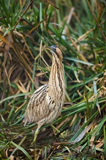 Botaurus Stellaris Habitat Imprime: Eurasian Bittern, Botaurus stellaris
