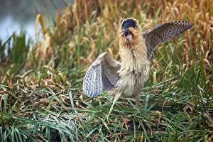 Eurasian Bittern Habitat Imprime: Eurasian Bittern, Botaurus stellaris