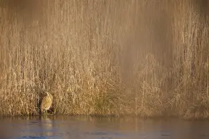 Botaurus Stellaris Habitat Imprime: Eurasian Bittern, Botaurus stellaris