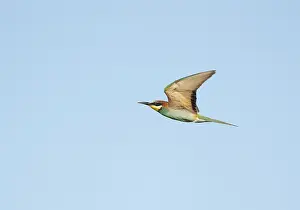 Merops Apiaster Habitat Imprime: European Bee-eater;Merops apiaster