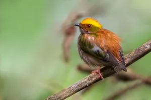 Peruvian Wildlife Photos Imprime: Fiery-capped Manakin