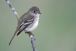 North American Birds Images Imprime: Least Flycatcher