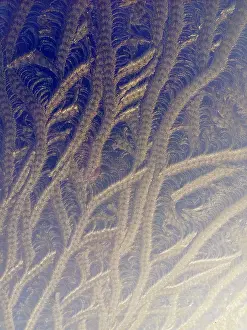 Cold Weather Photography Imprime: Frost on window