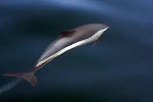 Striped Dolphin Imprime: Gestreepte Dolfijn, Striped Dolphin, Stenella coeruleoalba