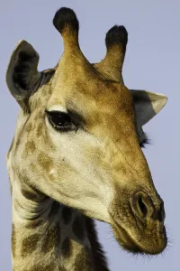African Mammal Imprime: Giraffe