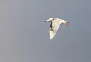 North America Nature Images Imprime: Glaucous Gull, Larus hyperboreus