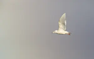 Glaucous Gull Imprime: Glaucous Gull, Larus hyperboreus