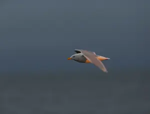 Blue Sky Nature Scenes Imprime: Glaucous Gull, Larus hyperboreus