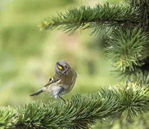 Regulus Regulus Species Imprime: Goldcrest, Regulus regulus
