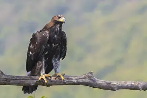Nature Photography Italy Imprime: Golden Eagle