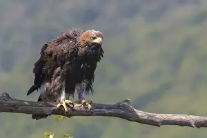 European Raptor Birds Imprime: Golden Eagle