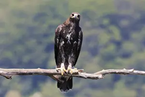 Golden Eagle Imprime: Golden Eagle
