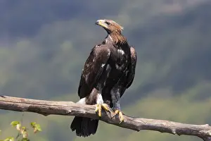 Golden Eagle Imprime: Golden Eagle