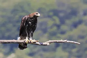 Aquila Chrysaetos Species Imprime: Golden Eagle
