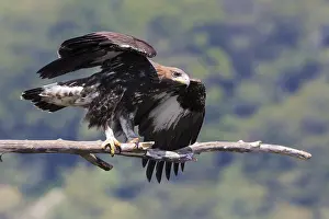 Golden Eagle Imprime: Golden Eagle