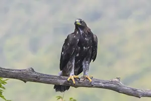 Golden Eagle Imprime: Golden Eagle