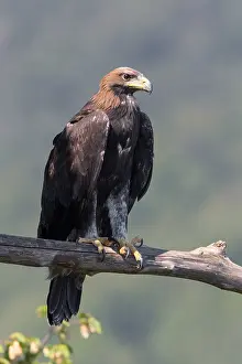 Aquila Chrysaetos Images Imprime: Golden Eagle