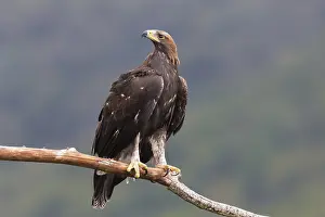 Golden Eagle Imprime: Golden Eagle