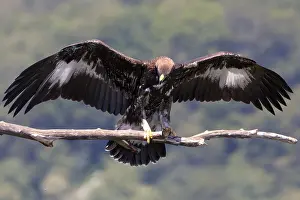 Golden Eagle Imprime: Golden Eagle