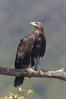 Aquila Chrysaetos Species Imprime: Golden Eagle