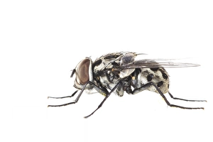 White Background Insect Photos Imprime: Graphomya maculata