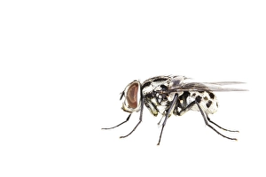 White Background Macro Photography Imprime: Graphomya maculata