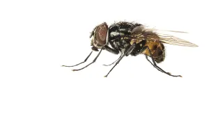 Garden Wildlife Photography Imprime: Graphomya maculata