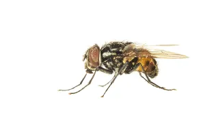 White Background Insect Images Imprime: Graphomya maculata