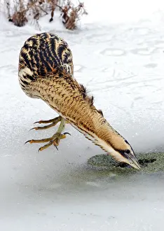 Botaurus Stellaris Habitat Imprime: Great Bittern, Botaurus stellaris