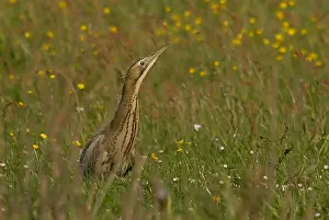 Great Bittern Imprime: Great Bittern, Roerdomp, Botaurus stellaris