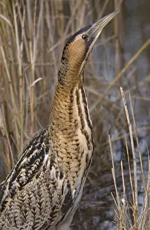 Great Bittern Bird Imprime: Great Bittern, Roerdomp, Botaurus stellaris