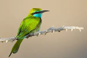 Middle East Bird Species Imprime: Green Bee-eater