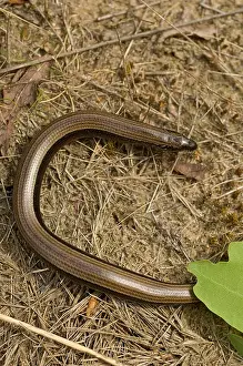 Anguis Fragilis Imprime: Hazelworm