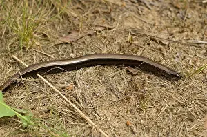 Anguis Fragilis Species Imprime: Hazelworm