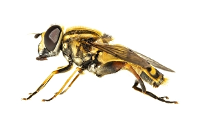 European Hoverfly Imprime: Helophilus pendulus
