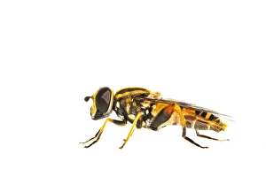 European Hoverfly Imprime: Helophilus pendulus
