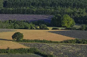 Lavender Fields In France Imprime: High angle view of a field of lavender