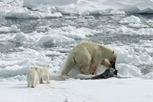 Ursus Maritimus Habitat Imprime: ijsbeer